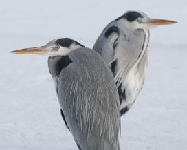 2011-02-00 Fåglar Råstasjön Råstasjön har en fågelmatning där småfåglarna trivs. Även hägrarna matas. Kul inslag mitt i det annars så naturfattiga...